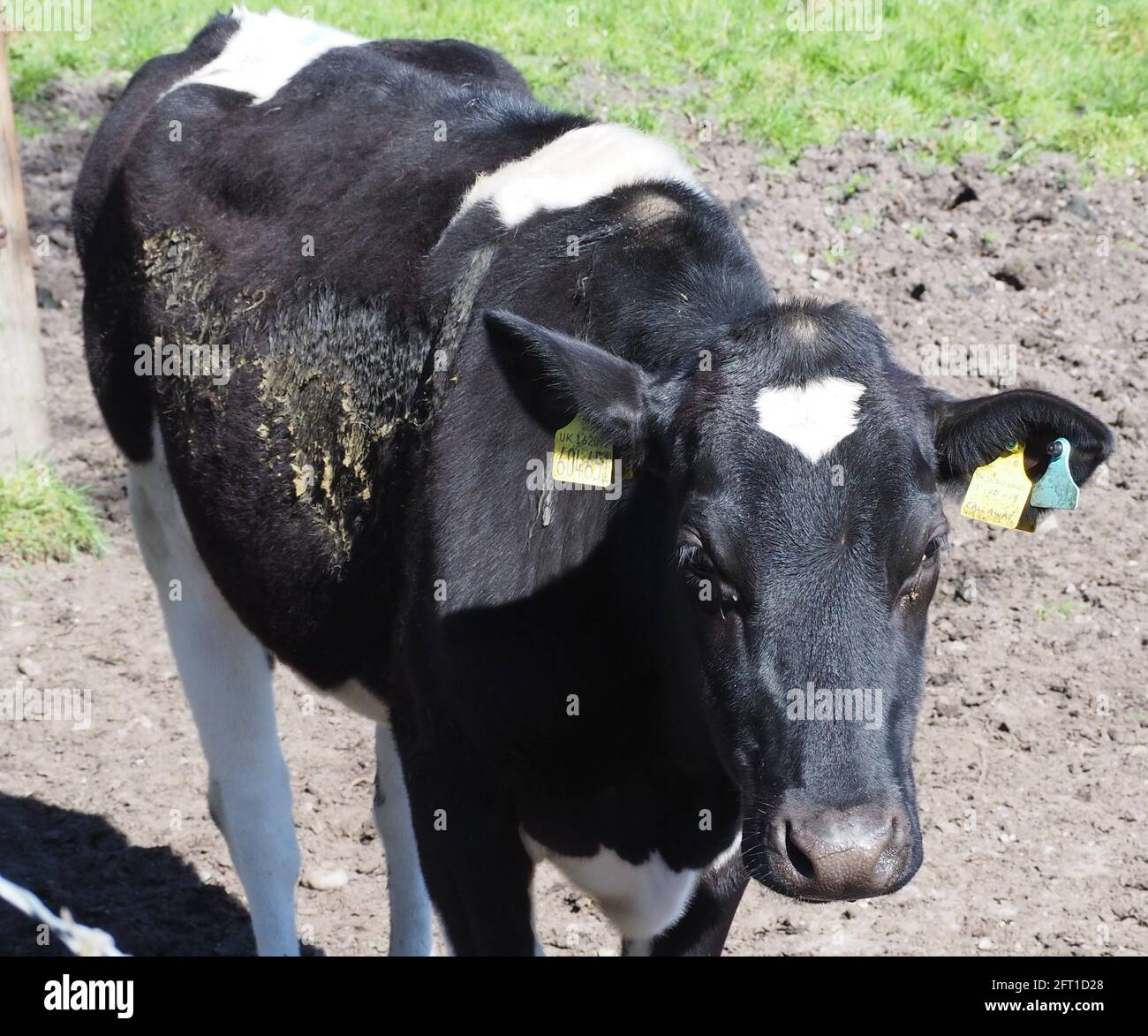 Mucky Cow Stock Photo
