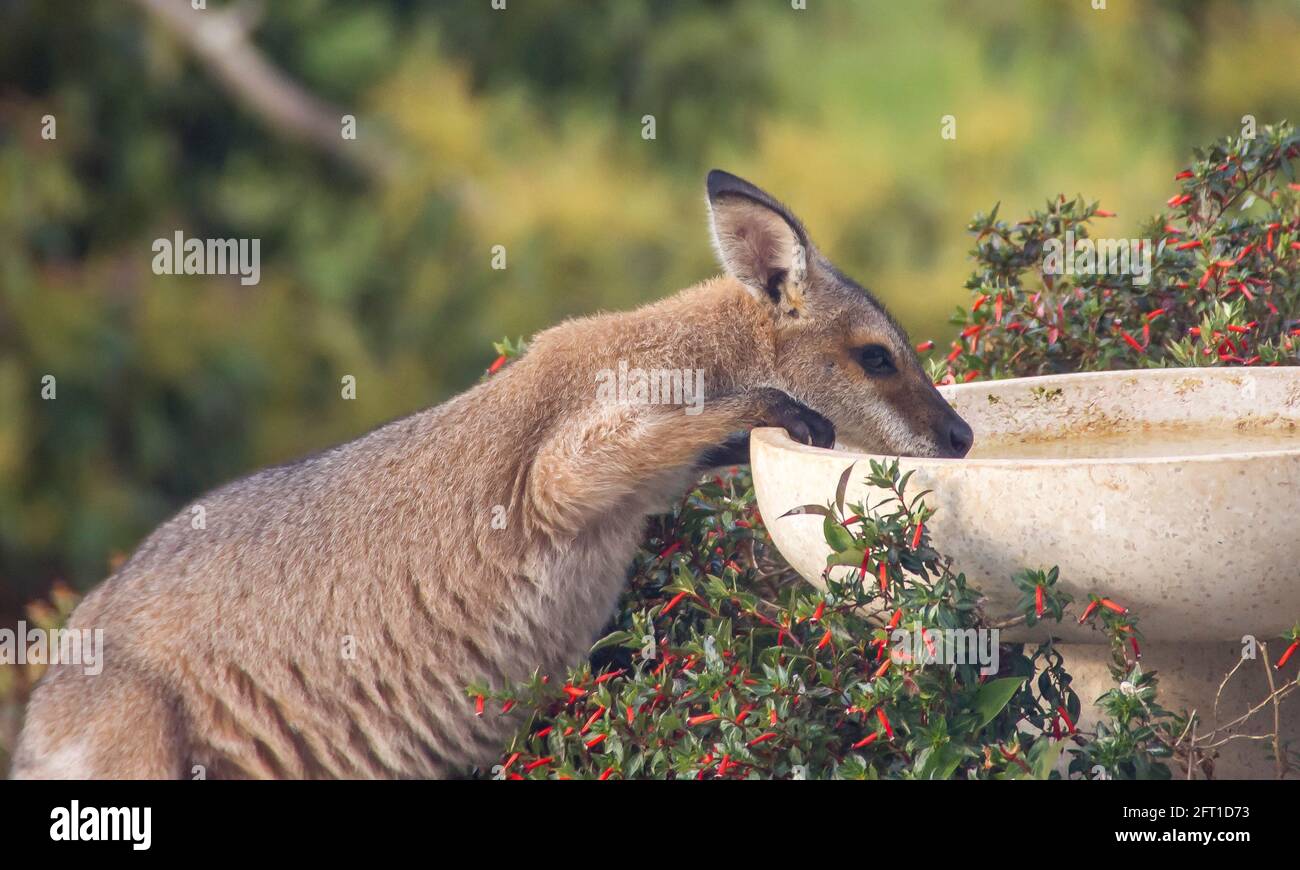 Thirsty female red-necked (Macropus rufogriseus) wallaby drinking from a garden bird-bath during hot sunny weather. Tamborine Mountain, Australia Stock Photo