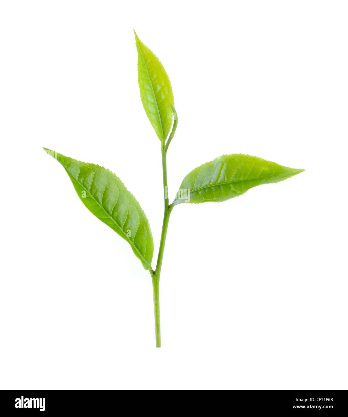 fresh green tea leaf isolated on white background Stock Photo - Alamy