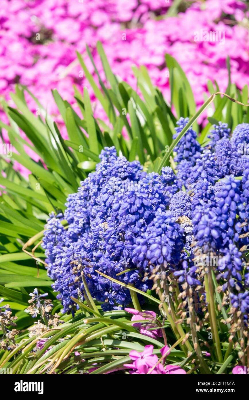 Blue Grape hyacinth flower Muscari Pink phlox Spring plants Stock Photo