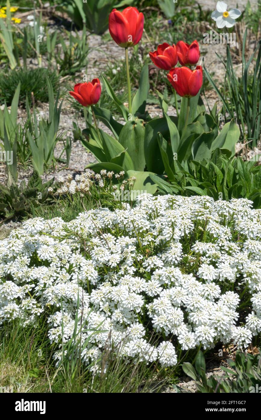 Iberis sempervirens Flower bed Spring White Evergreen candytuft Stock Photo