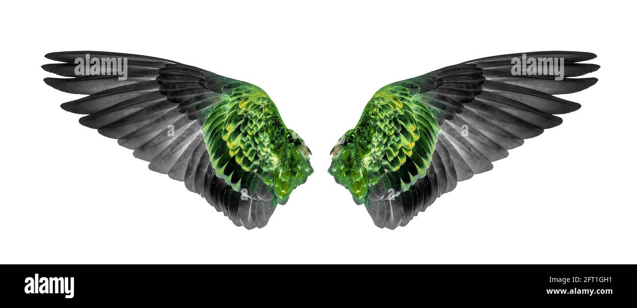 Wings of birds isolated on white background Stock Photo - Alamy