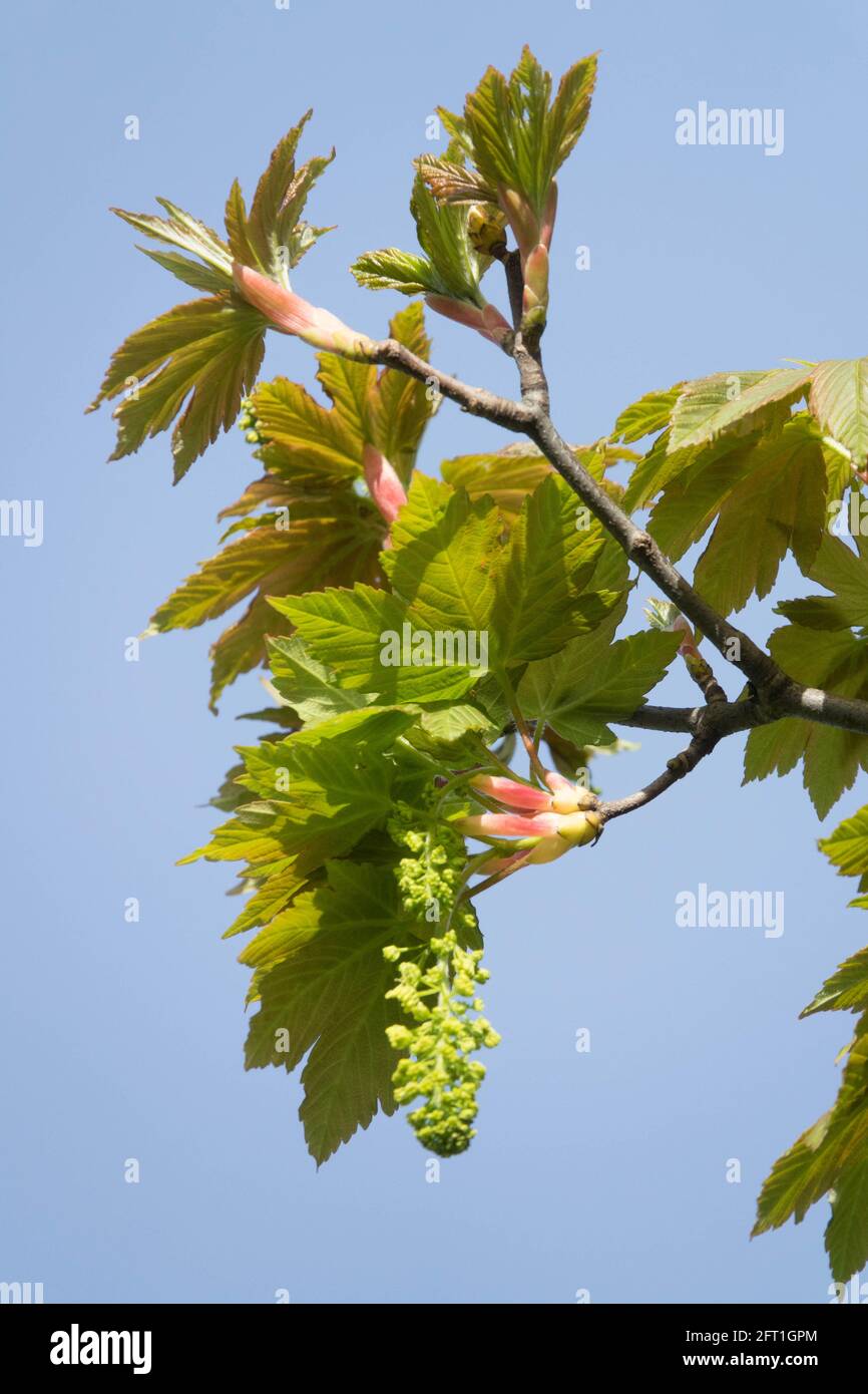 Sycamore tree Acer pseudoplatanus Flower Stock Photo