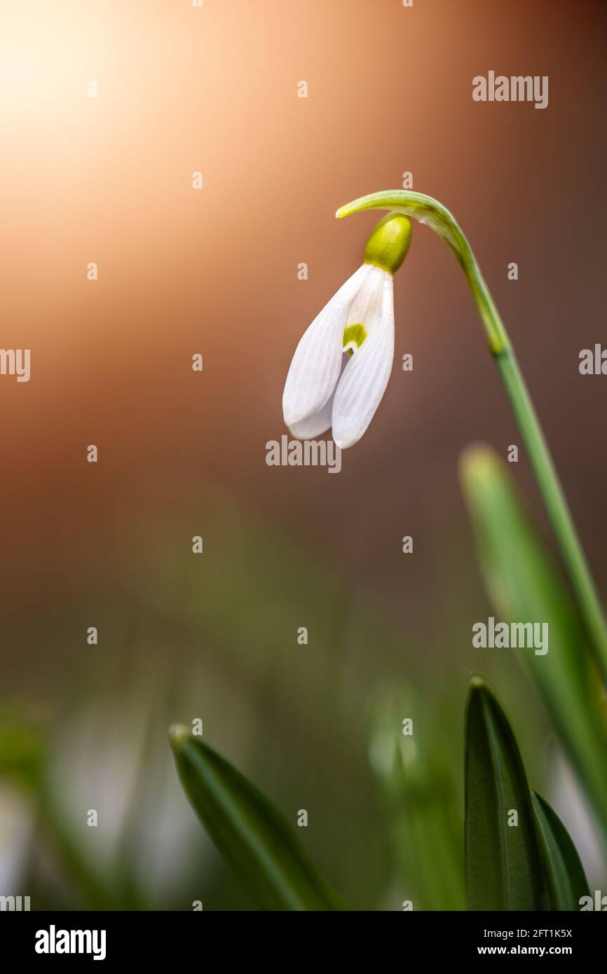 Snowdrop or common snowdrop (Galanthus nivalis) flower in the forest with warm sunshine at springtime. The first flowers of the Spring season are bloo Stock Photo