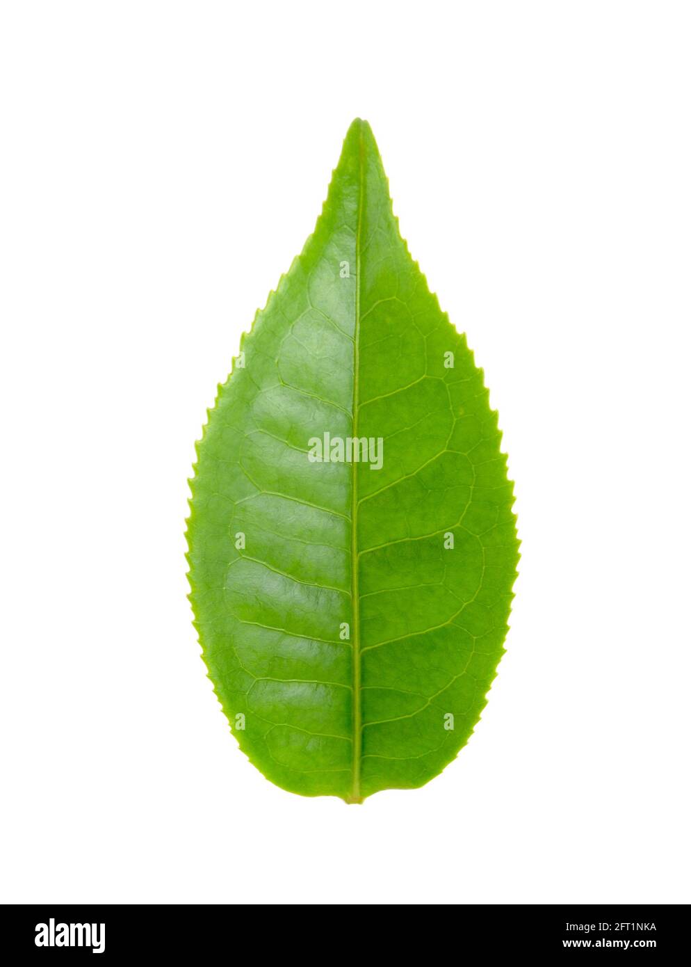 fresh green tea leaf isolated on white background Stock Photo - Alamy