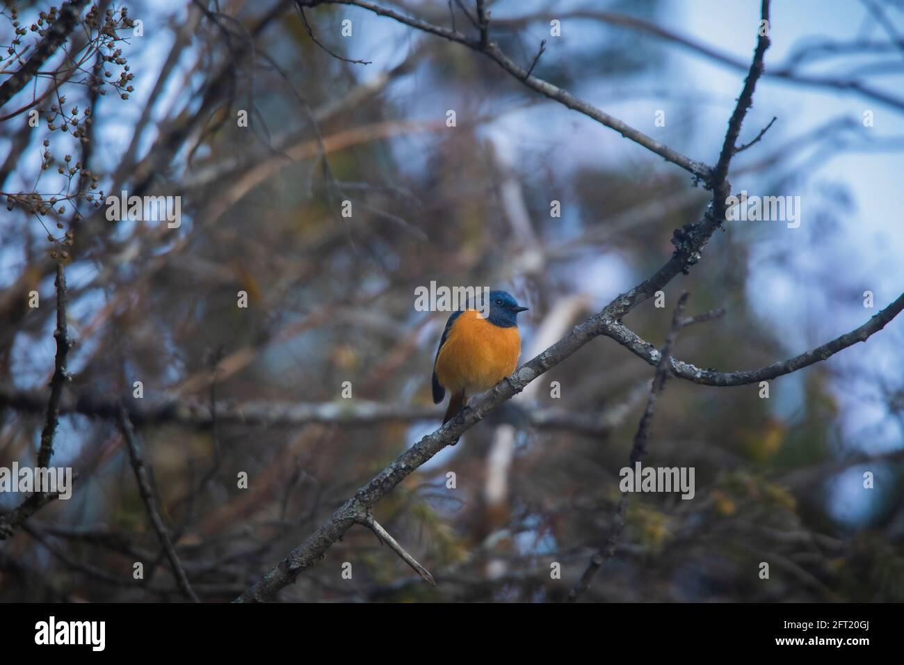 Blue-fronted Redstart, Phoenicurus frontalis, Pangolekha Wildlife Sanctuary, Sikkim, India Stock Photo