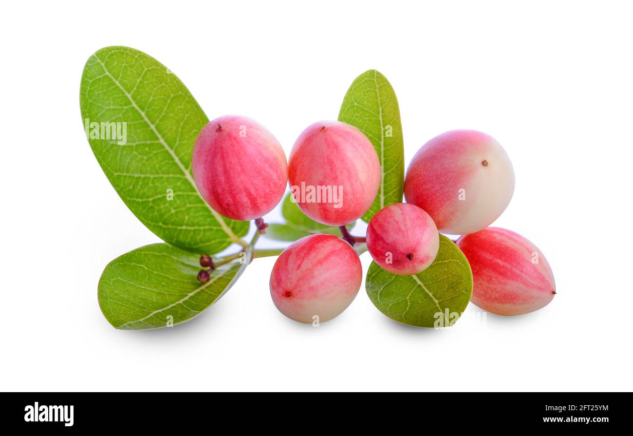 bengal-currants, carandas-plum, on a white background Stock Photo