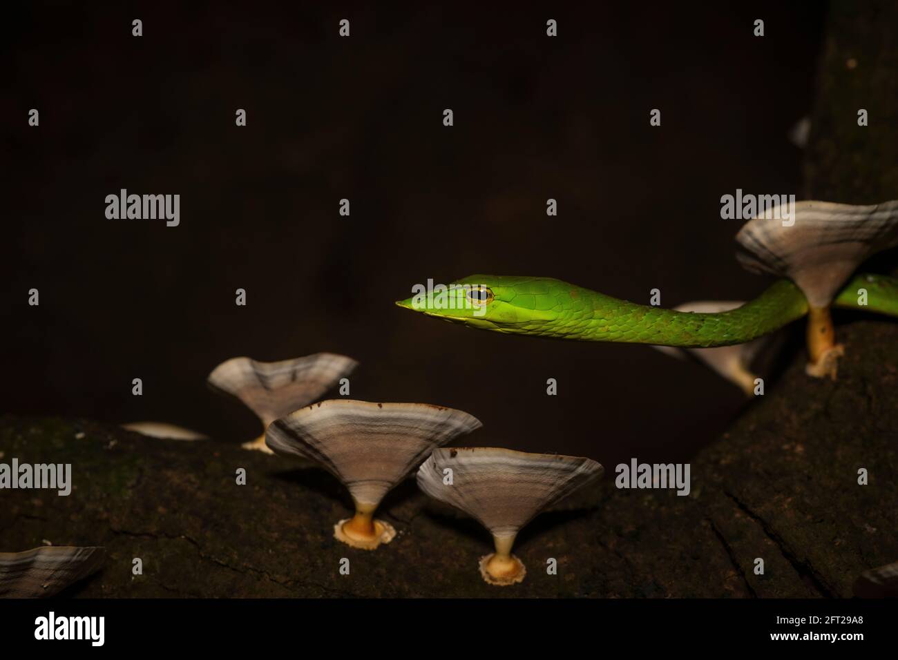 Green Vine Snake- Ahaetulla nasuta, Satara on tree, Maharashtra, India Stock Photo