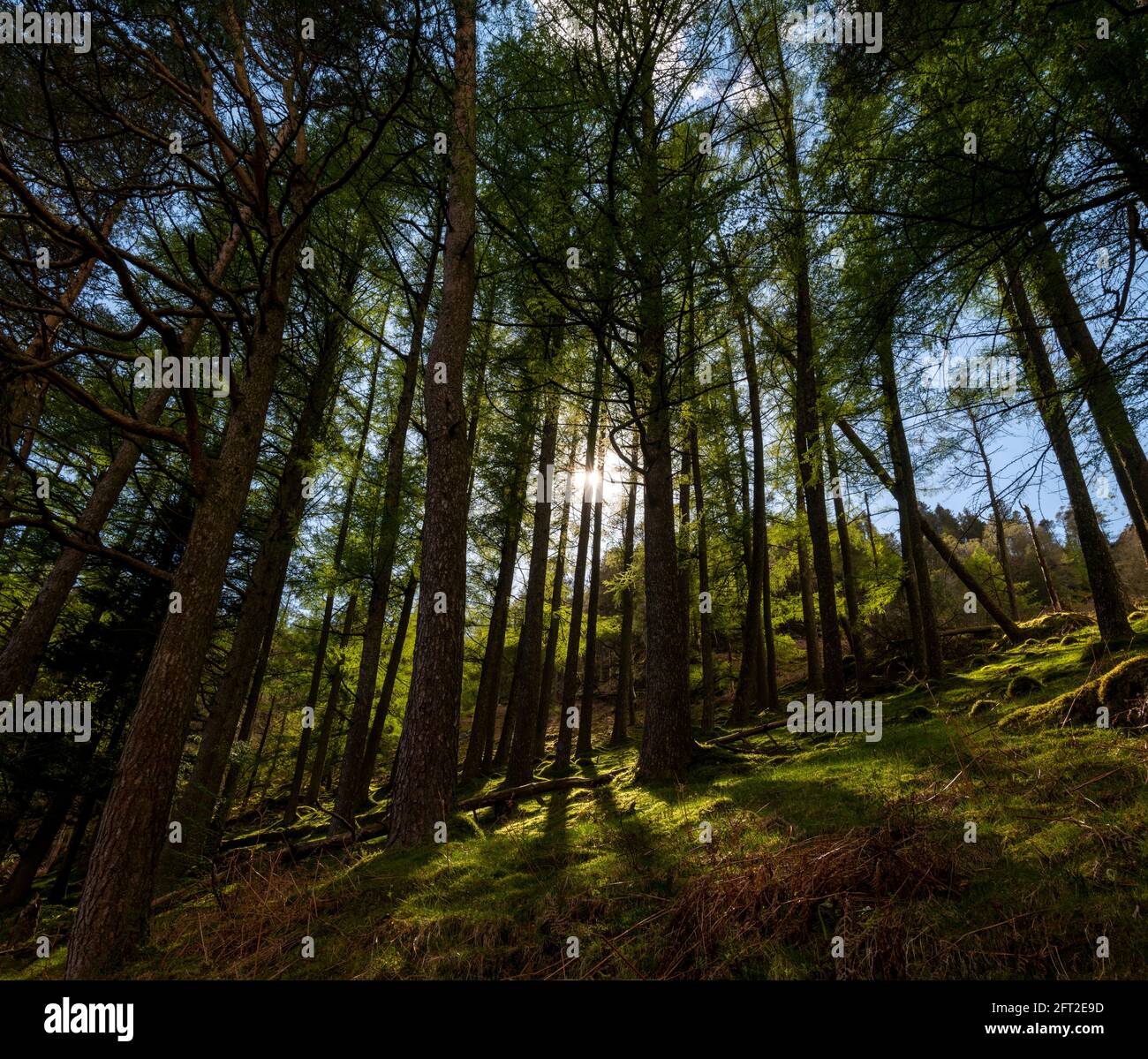 Thirlmere woods, Lake District, Cumbria, UK. Stock Photo