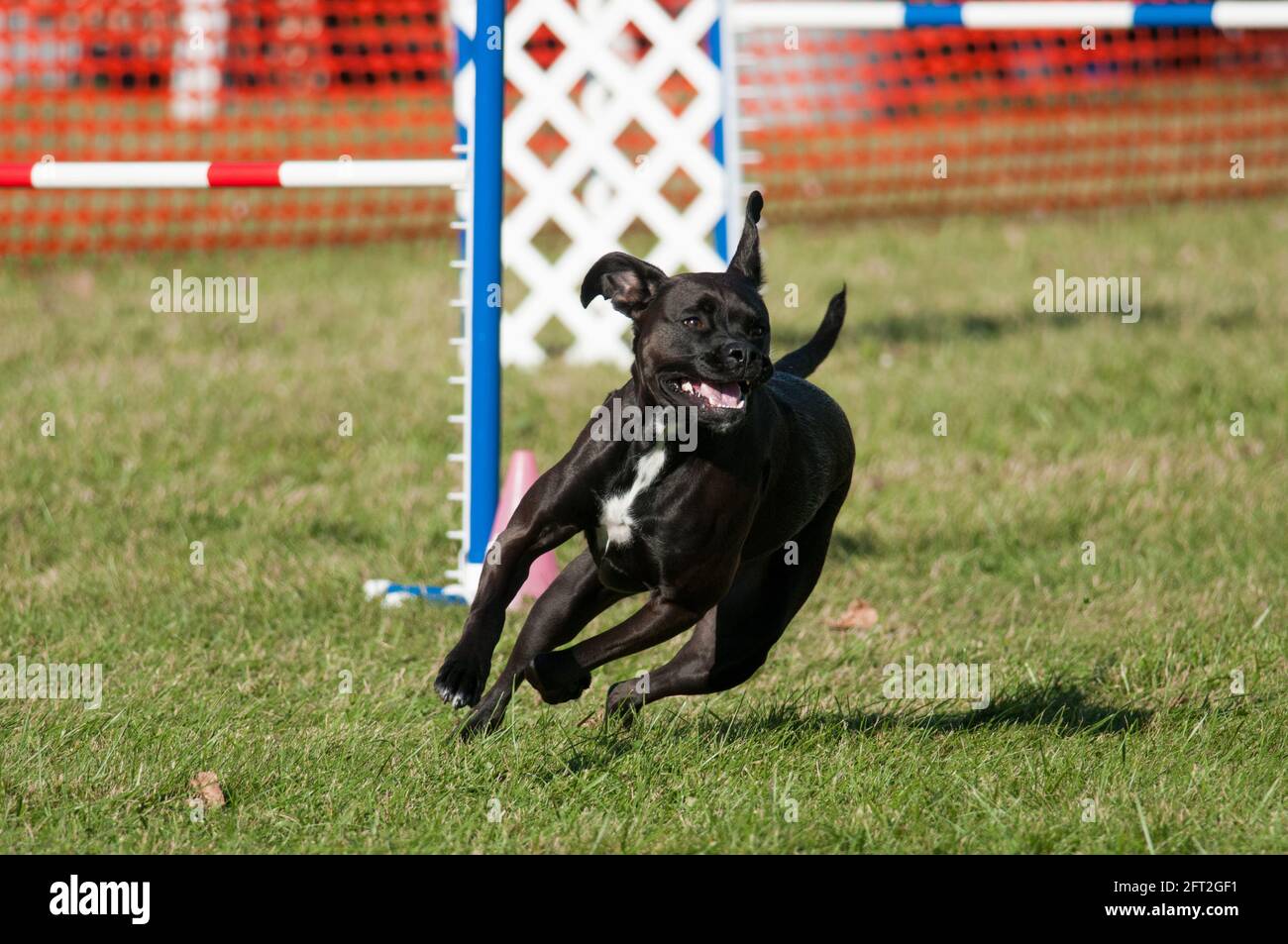 Dog competing in agility competition Stock Photo Alamy