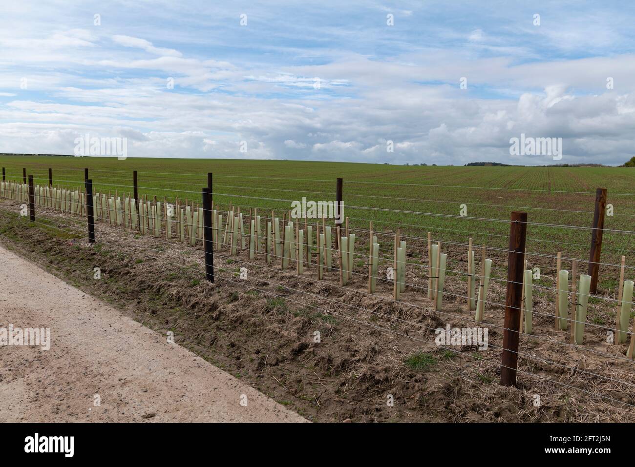 Newly planted and constructed hedgerow funded by Hedgerows and Boundaries Grant at Embleton, Northumberland, UK. Stock Photo