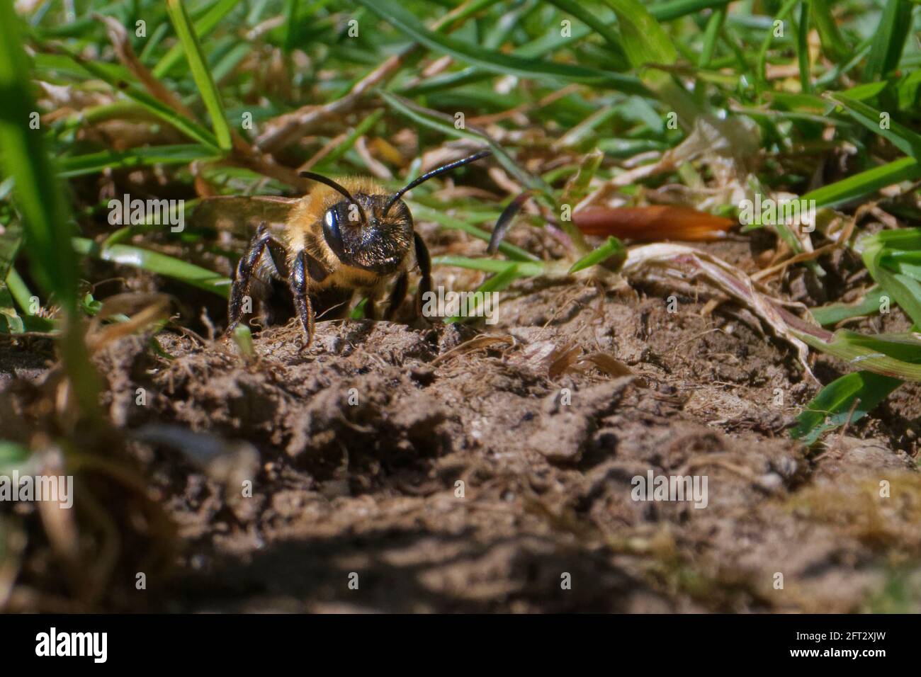 Chocolate mining bee (Andrena scotica) emerging from her nest burrow in a garden lawn after stocking brood cells with pollen, Wiltshire, UK, April. Stock Photo