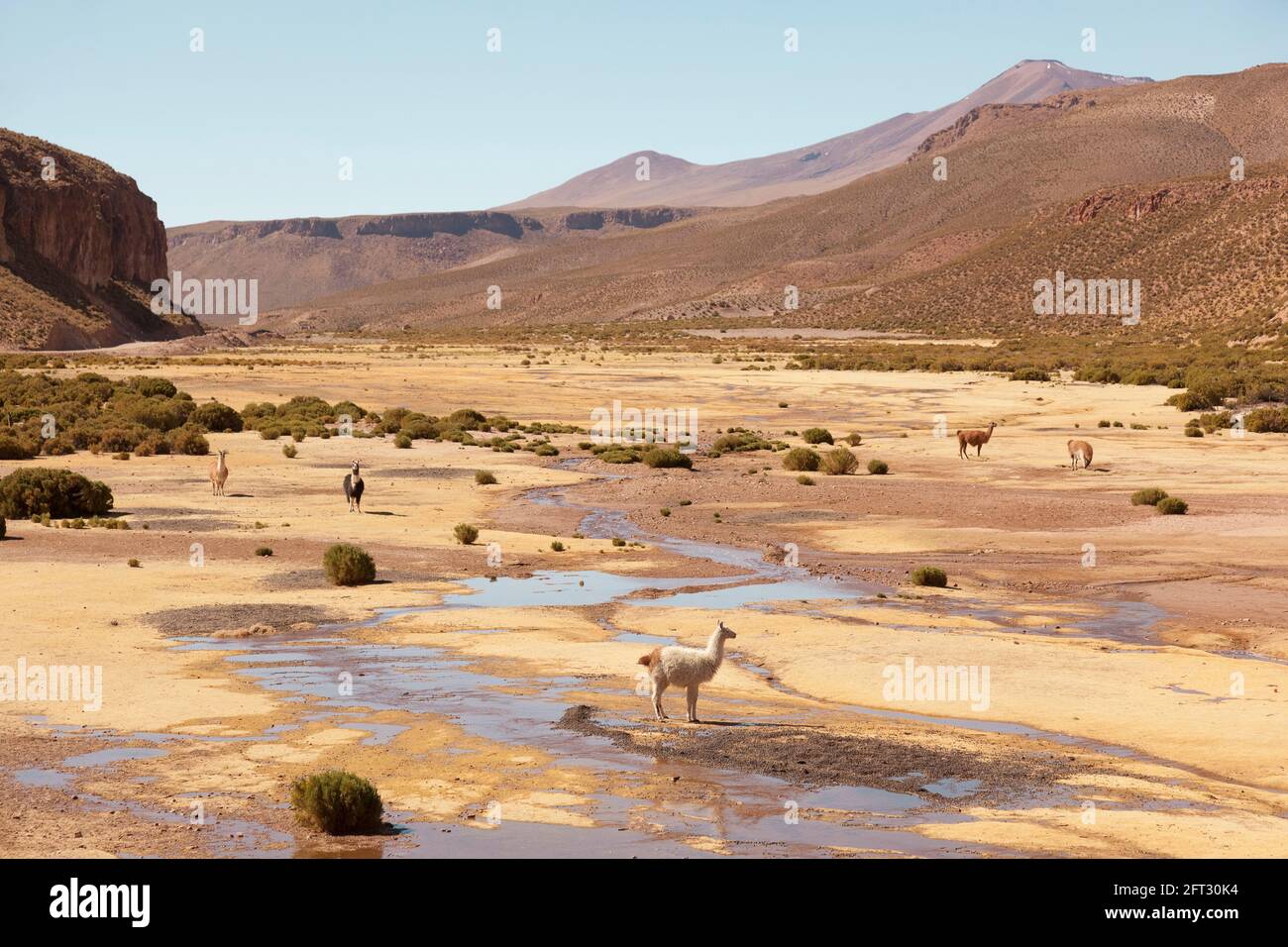 Llamas grazing in remote areas of Bolivia's desert. Stock Photo