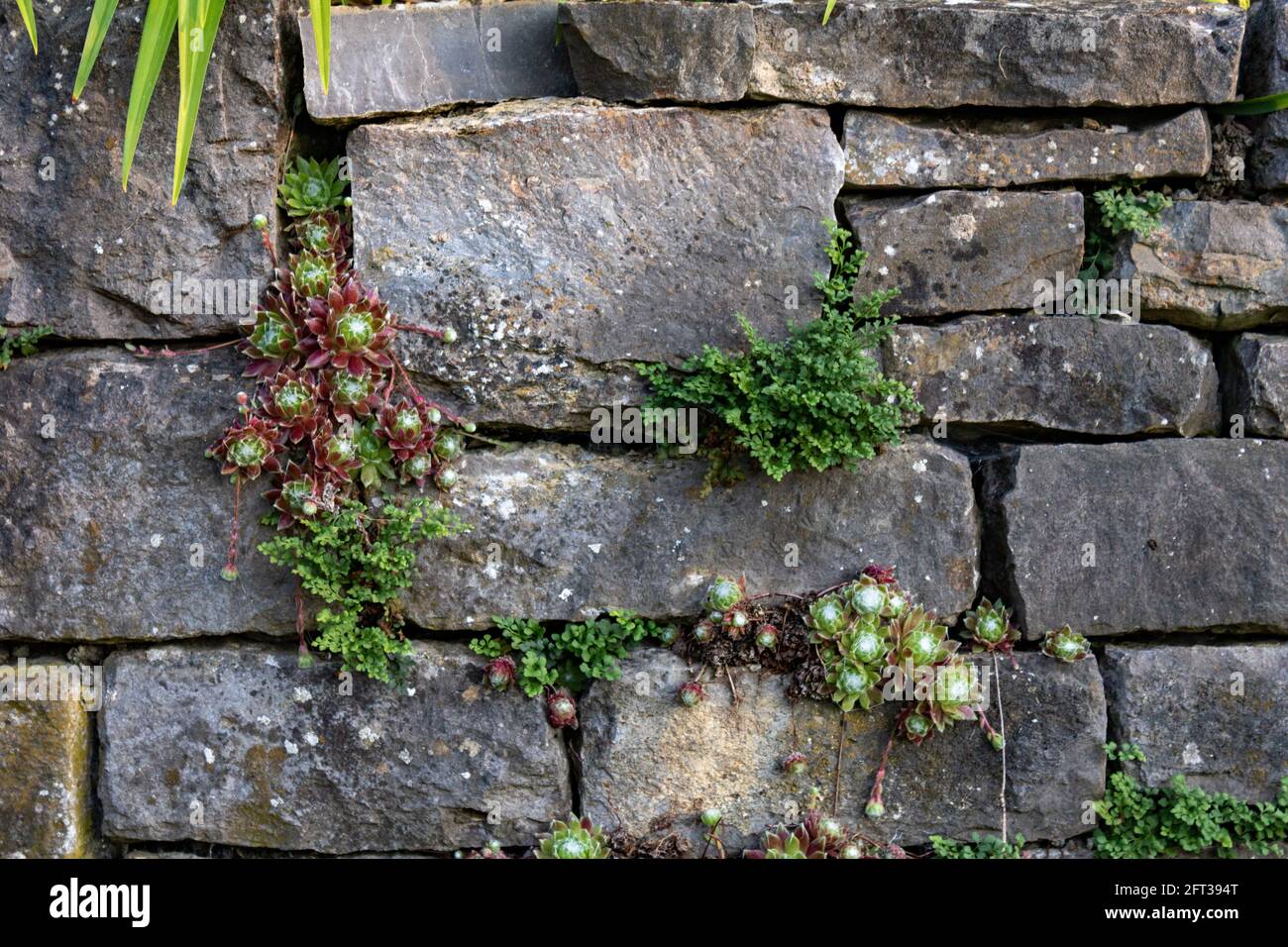 old stone wall with green plants growing out of it, close up Stock ...