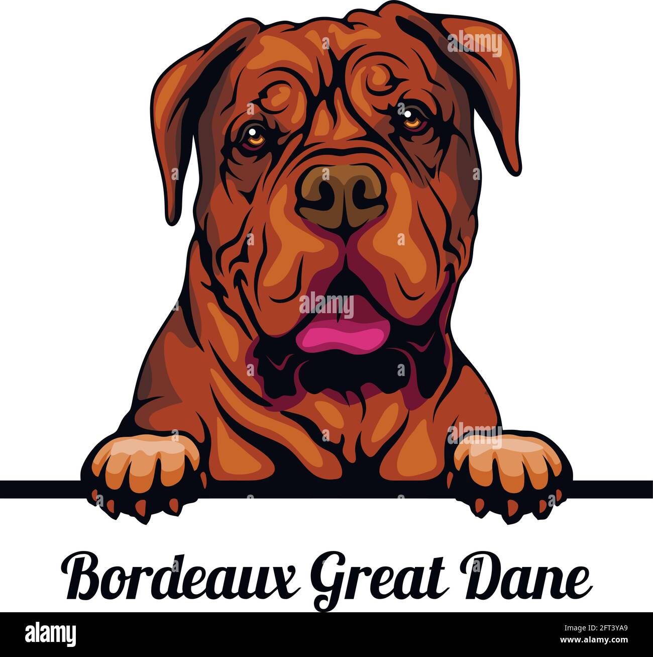 Bordeaux Great Dane - dog breed. Color image of a dogs head isolated on a white background - vector stock Stock Vector
