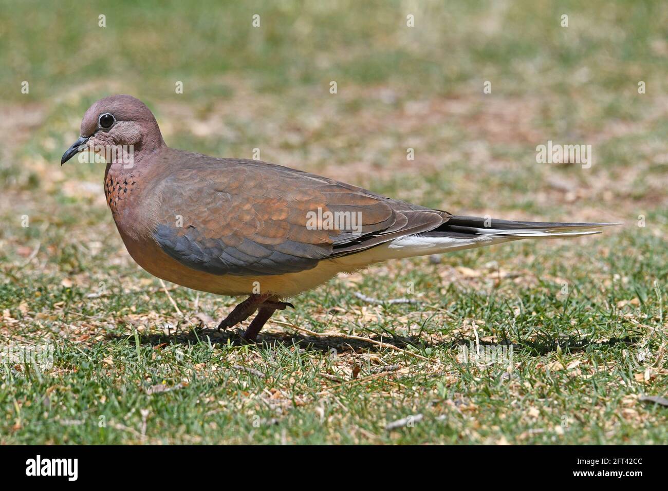 laughing dove, Spilopelia senegalensis walk on grass Stock Photo