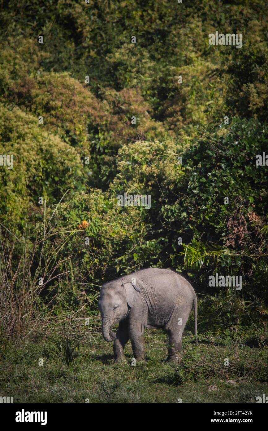 Asiatic Elephant, Elephas maximus indicus, Kaziranga Tiger Reserve, Assam, India Stock Photo