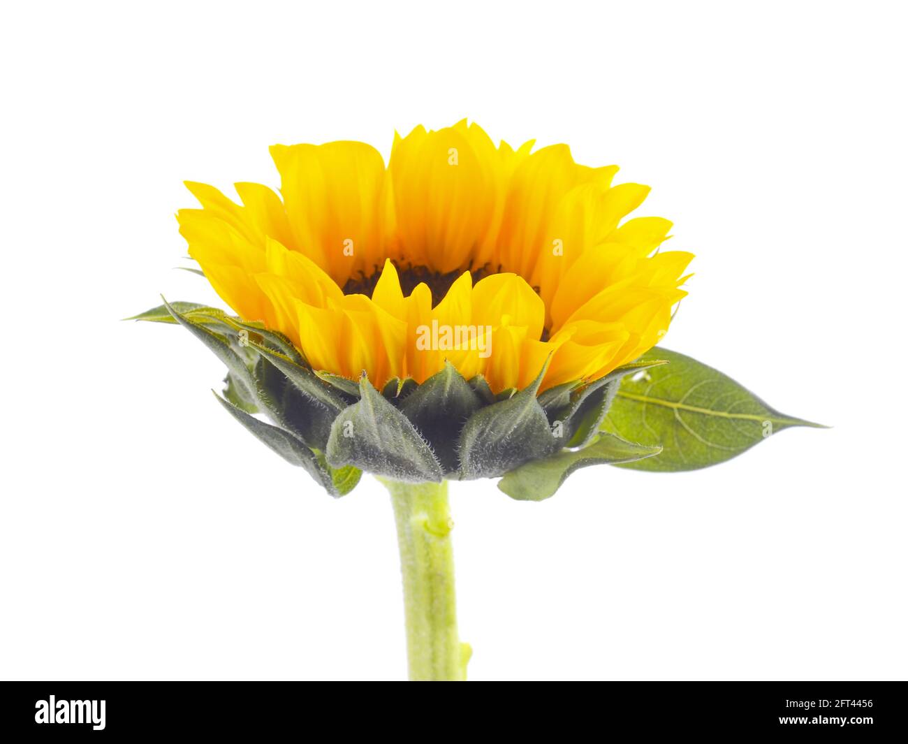 Sunflower isolated on white background Stock Photo - Alamy