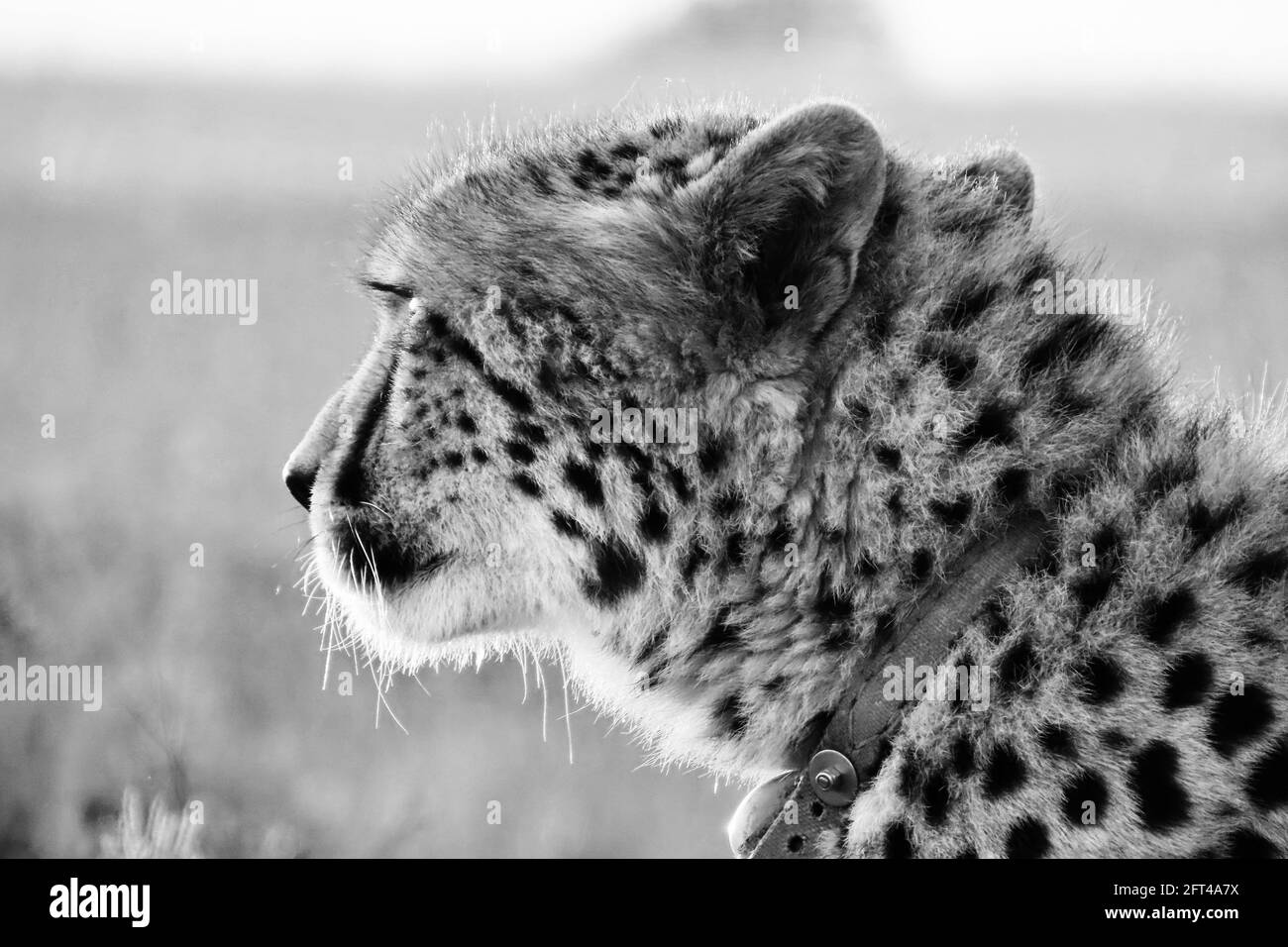Endangered Female Cheetah in monochrome Stock Photo
