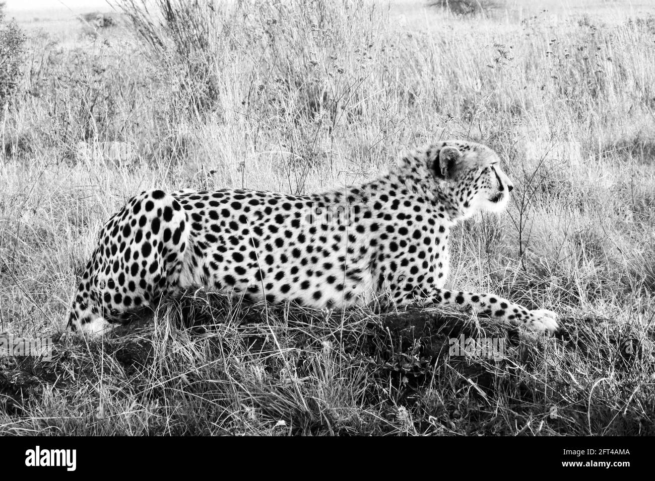 Female Cheetah - a study in black and white Stock Photo