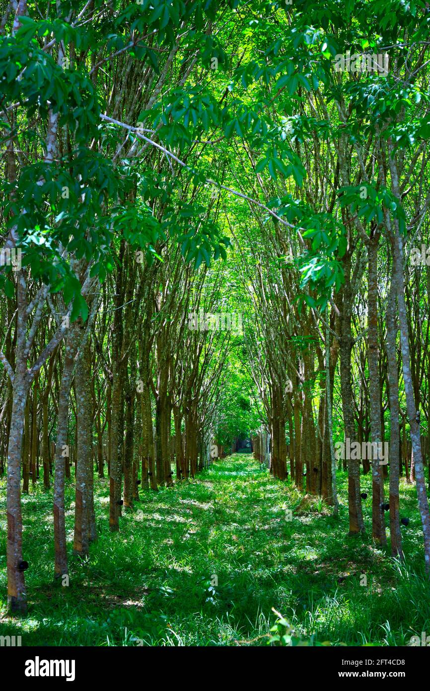forest of rubber tree in rubber tree plantation, latex is collect in bowl  Stock Photo - Alamy