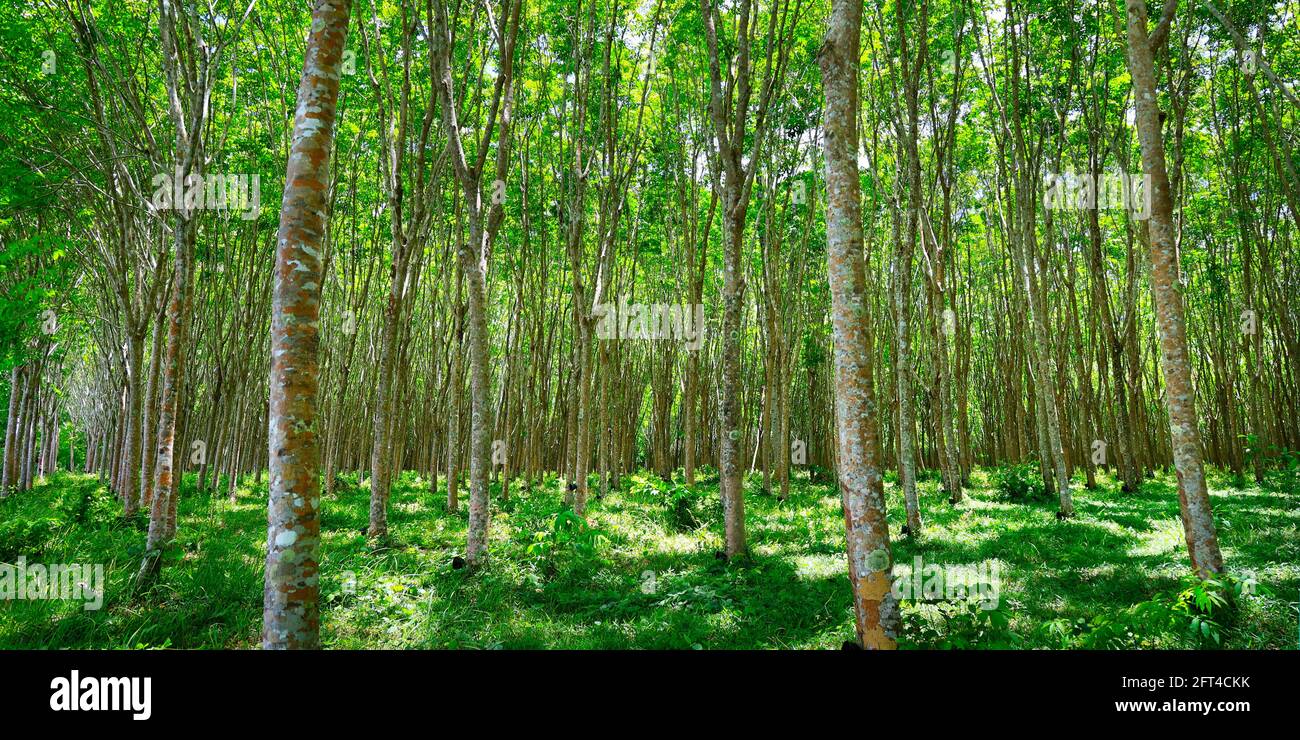 forest of rubber tree in rubber tree plantation, latex is collect in bowl Stock Photo