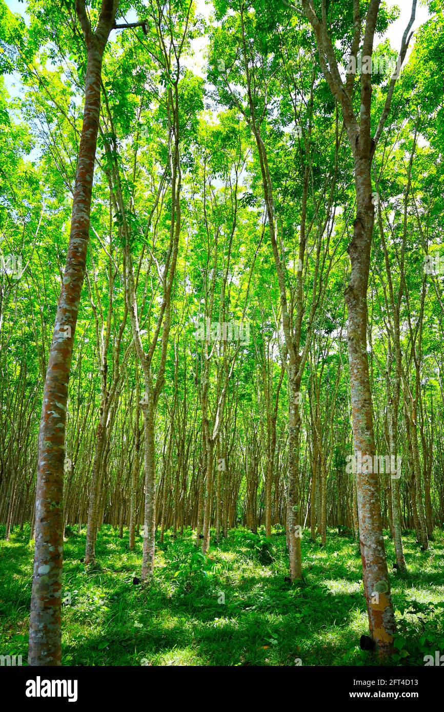 forest of rubber tree in rubber tree plantation, latex is collect in bowl  Stock Photo - Alamy
