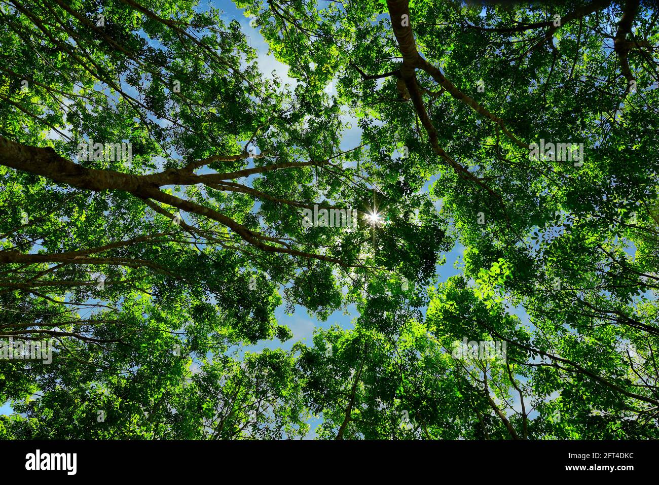 Amazon rainforest canopy sky hi-res stock photography and images - Alamy