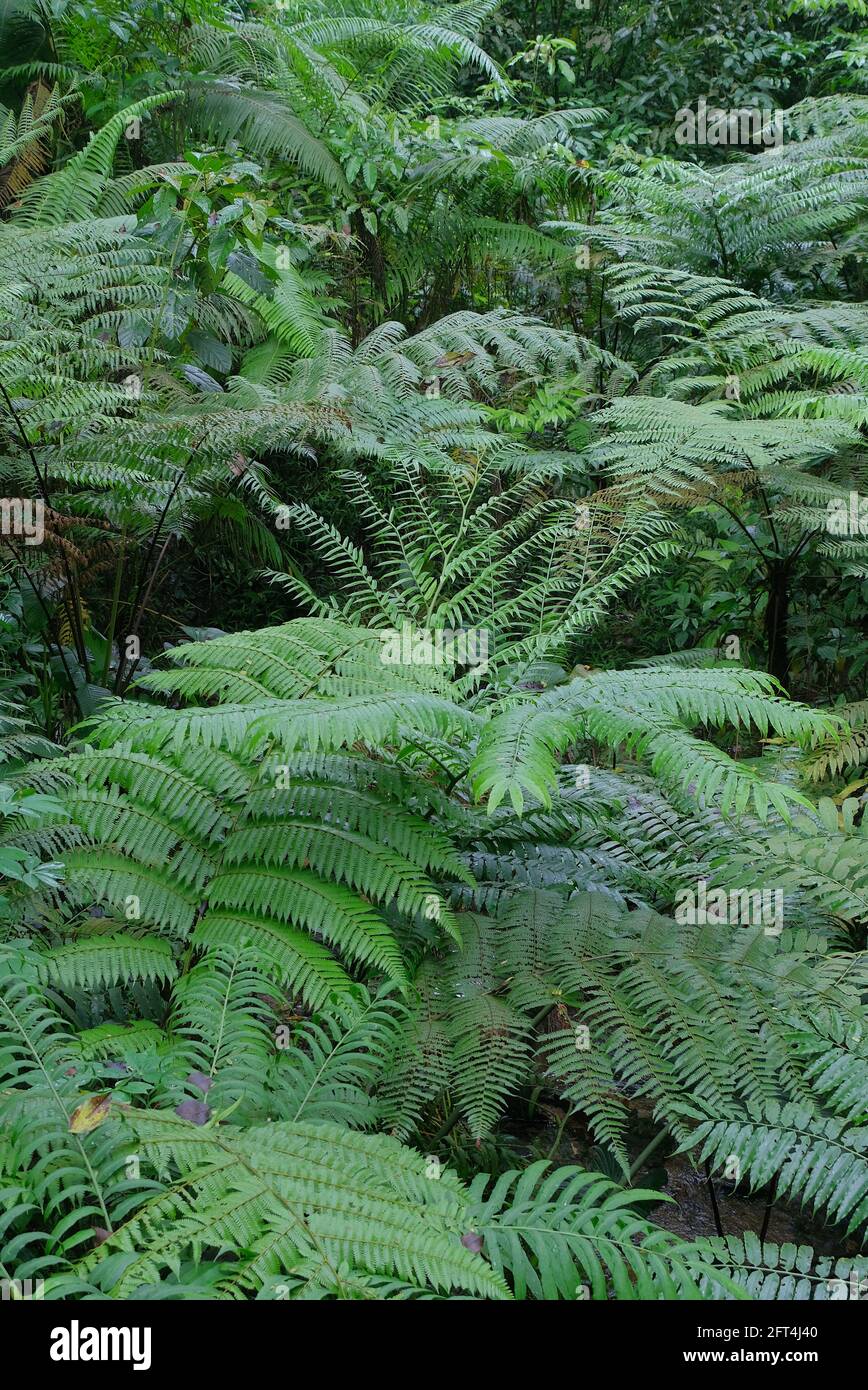 Tree ferns - Alsophila or Cyathea Latebrosa, growing in a tropical rainforest Stock Photo