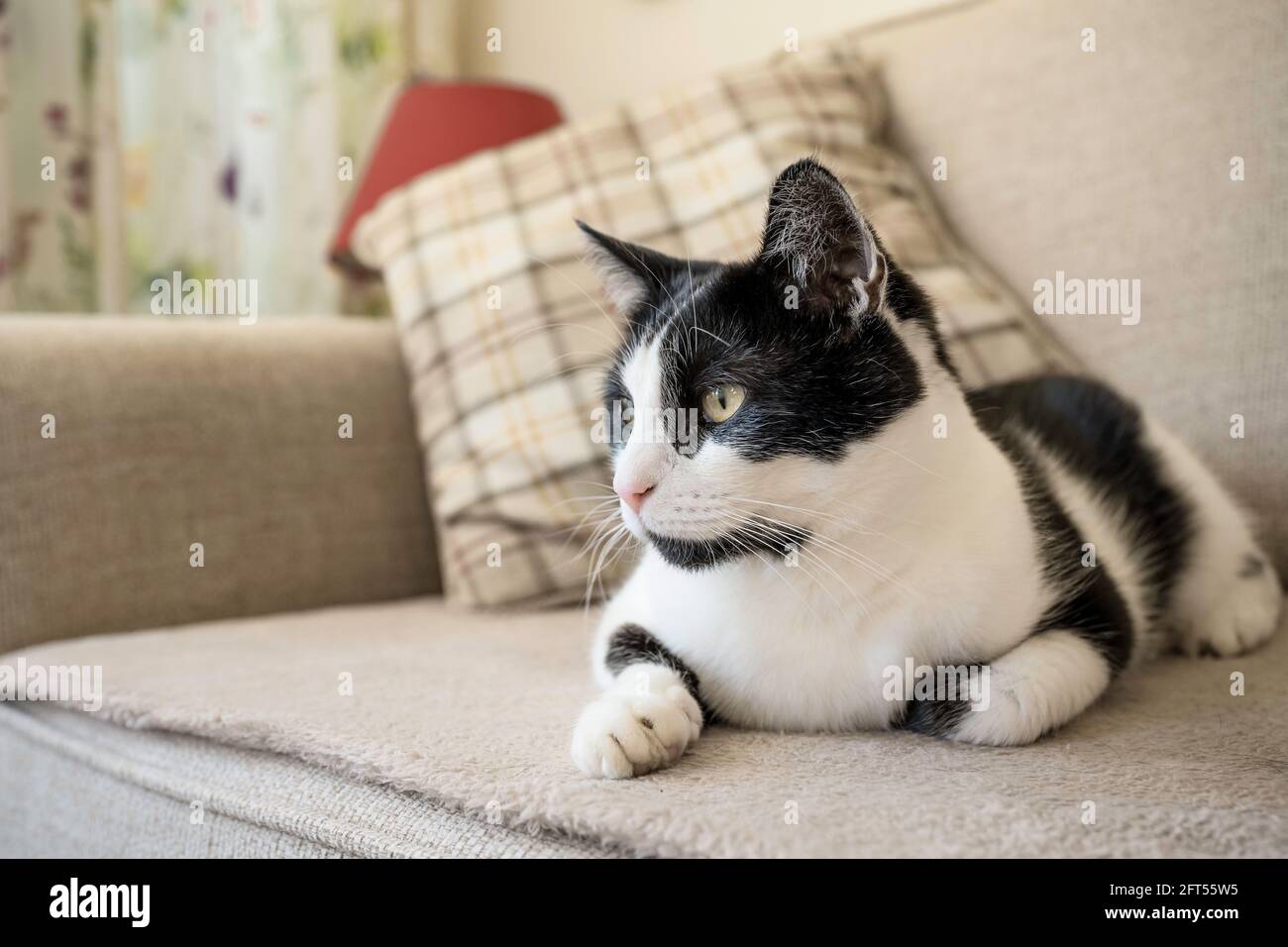 Black and white cat relaxing on the sofa at living room Stock Photo - Alamy