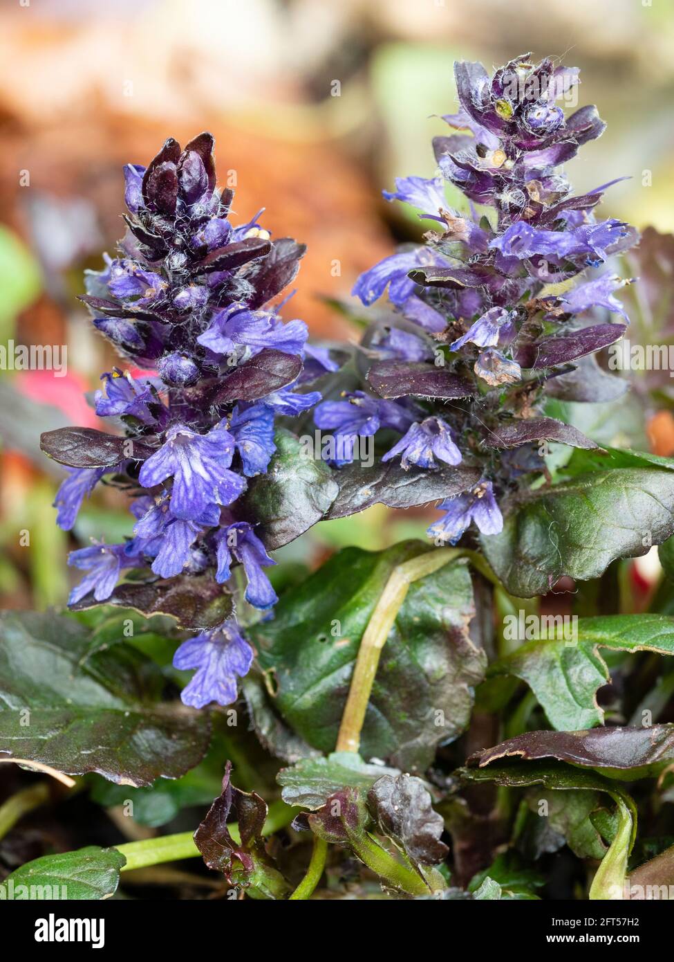 Spring spikes adorned with blue flowers of the low growing hardy evergreen ground cover perennial, Ajuga reptans 'Black Scallop' Stock Photo