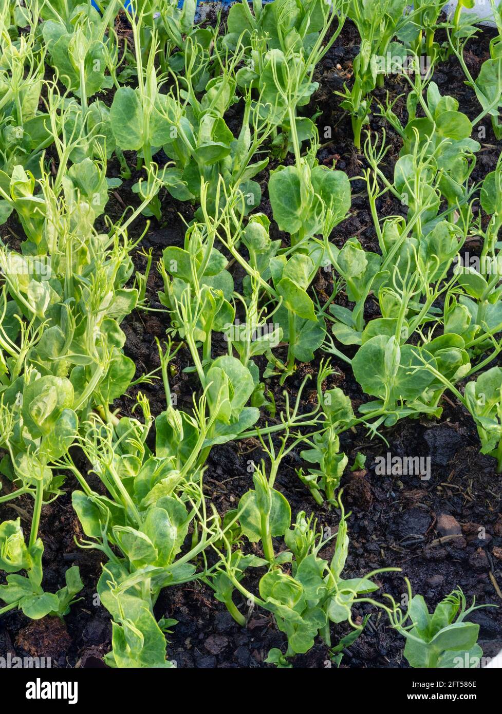Marrowfat garden peas, Pisum sativum, grown for edible pea sprouts in a small UK kitchen garden Stock Photo