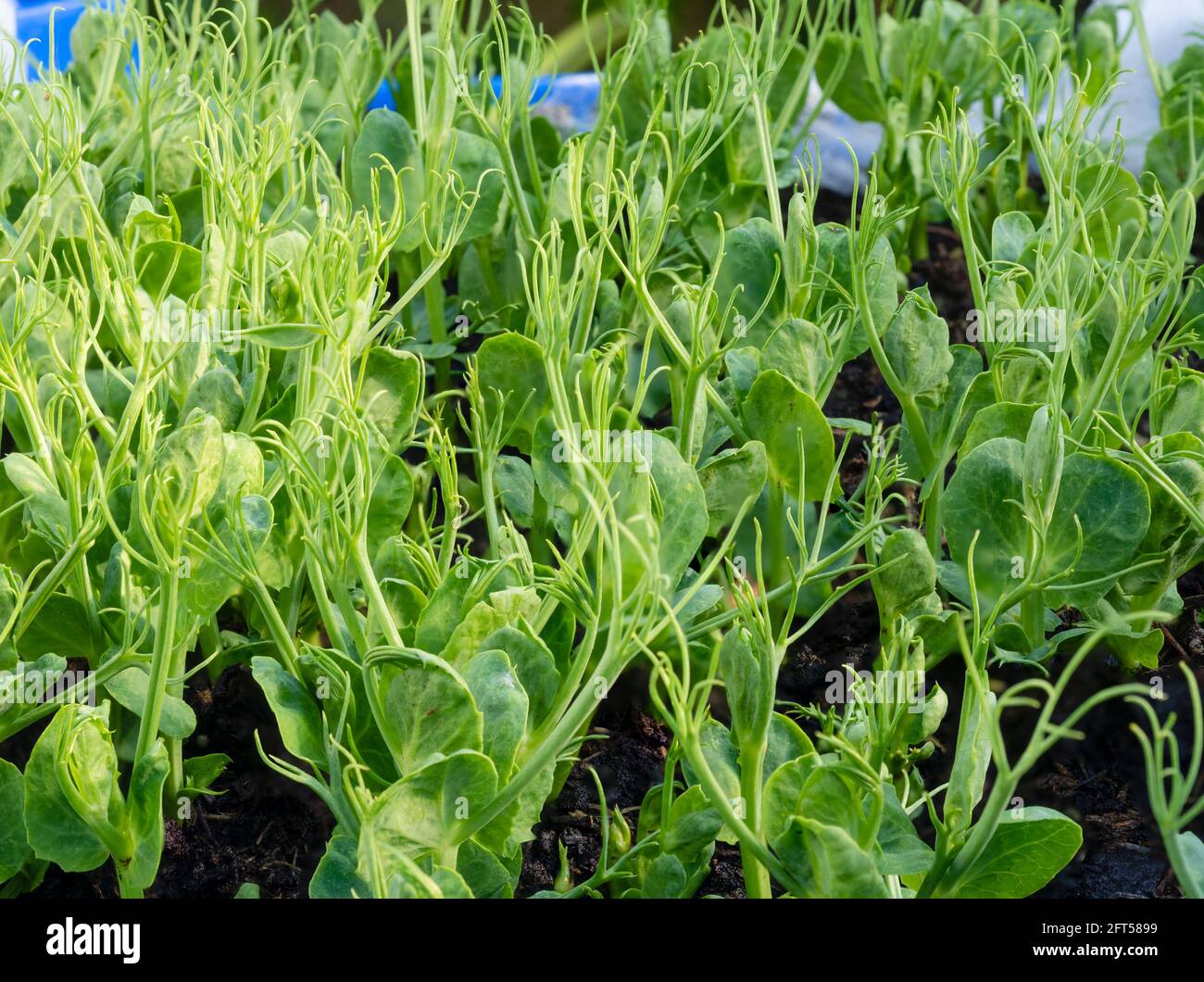 Marrowfat garden peas, Pisum sativum, grown for edible pea sprouts in a small UK kitchen garden Stock Photo