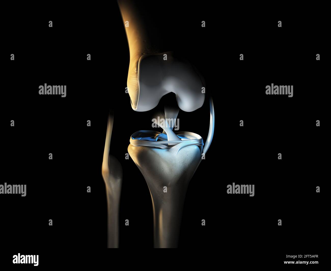 3D illustration showing knee joint with ligaments, meniscus, articular cartilage, fibula and tibia. Stock Photo
