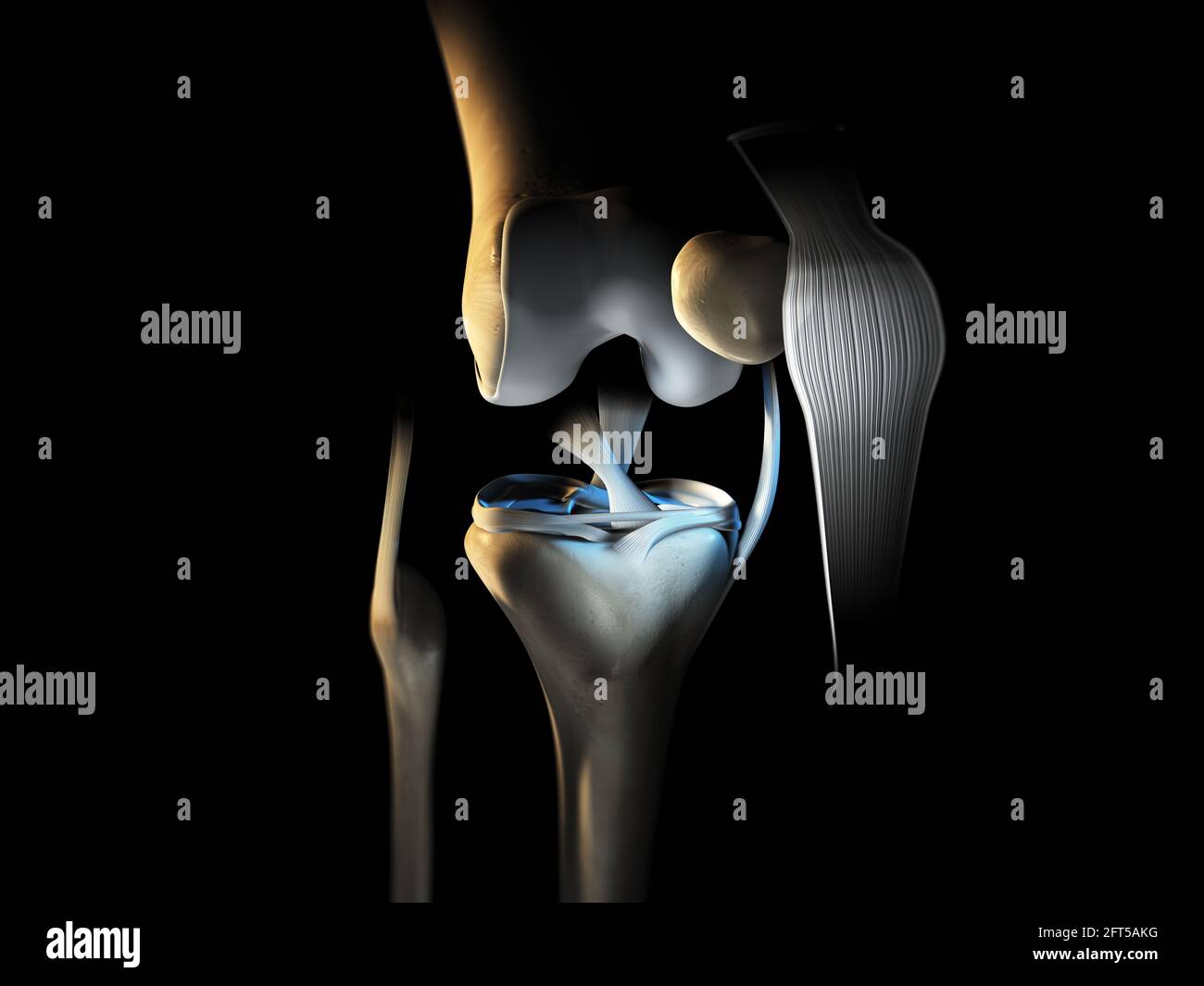 3D illustration showing knee joint with ligaments, meniscus, articular cartilage, fibula and tibia. Stock Photo