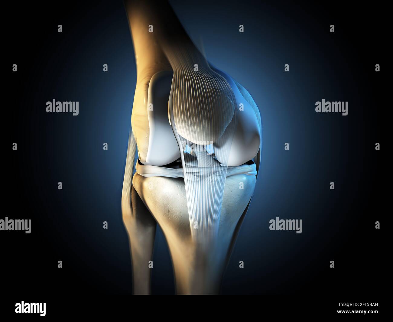 3D illustration showing knee joint with ligaments, meniscus, articular ...