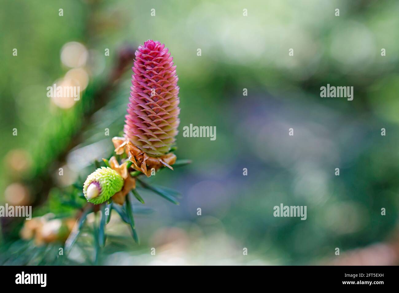 a young female cone of ordinary spruce, it is pink and its scales