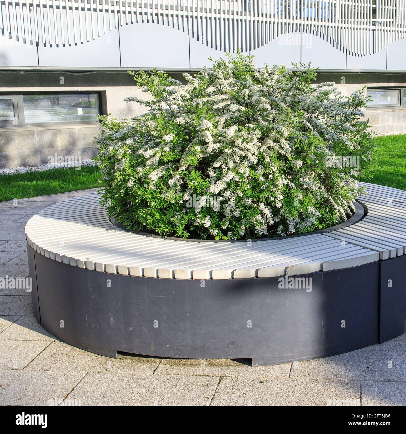 Blooming spirea bushes inside gray wooden benches in a recreation park. Urban design. Stock Photo