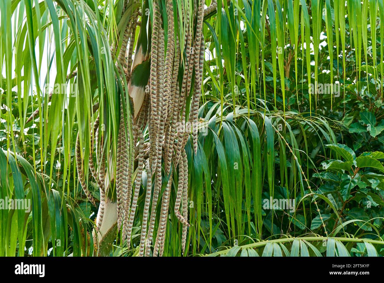 A plant in the tropical jungle. Palm tree with leaves hanging down. Stock Photo