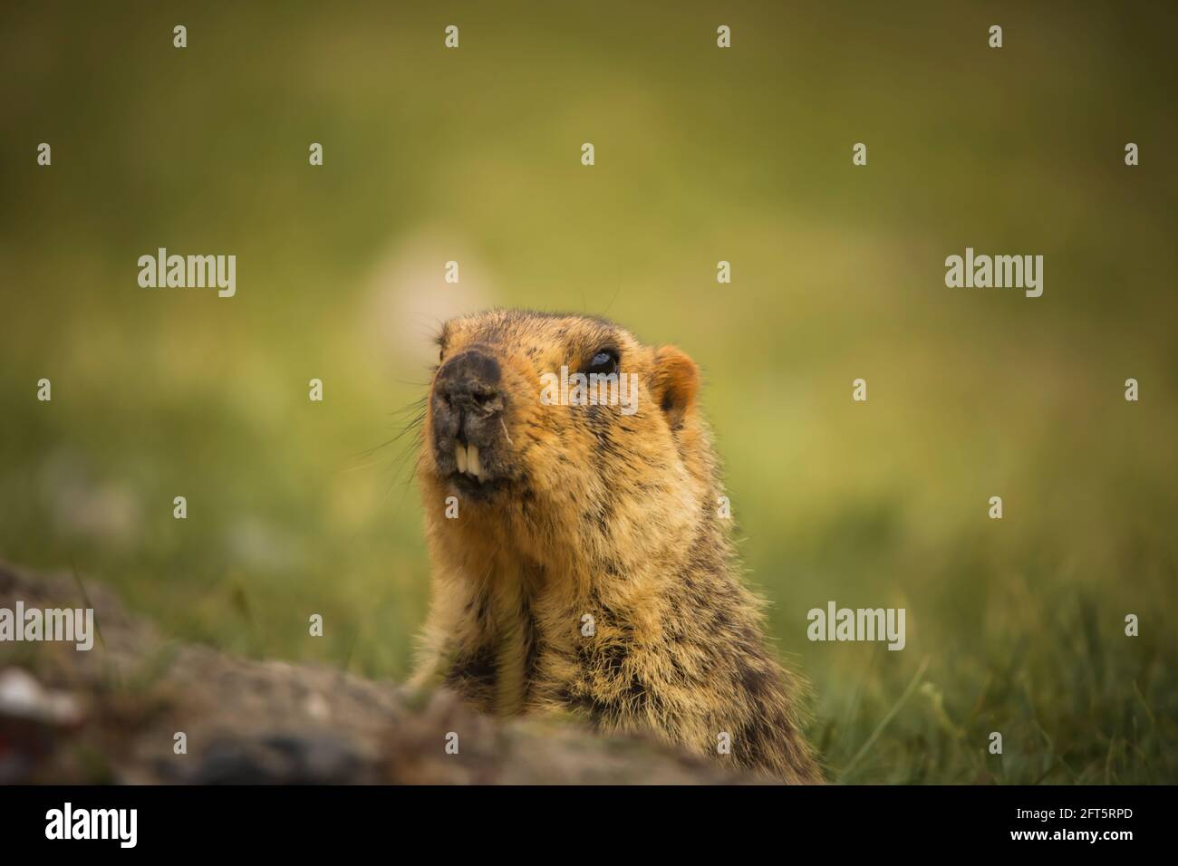 Himalayan Marmot, Jammu and Kashmir, India Stock Photo