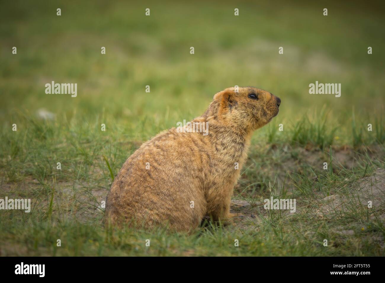 Himalayan Marmot, Jammu and Kashmir, India Stock Photo