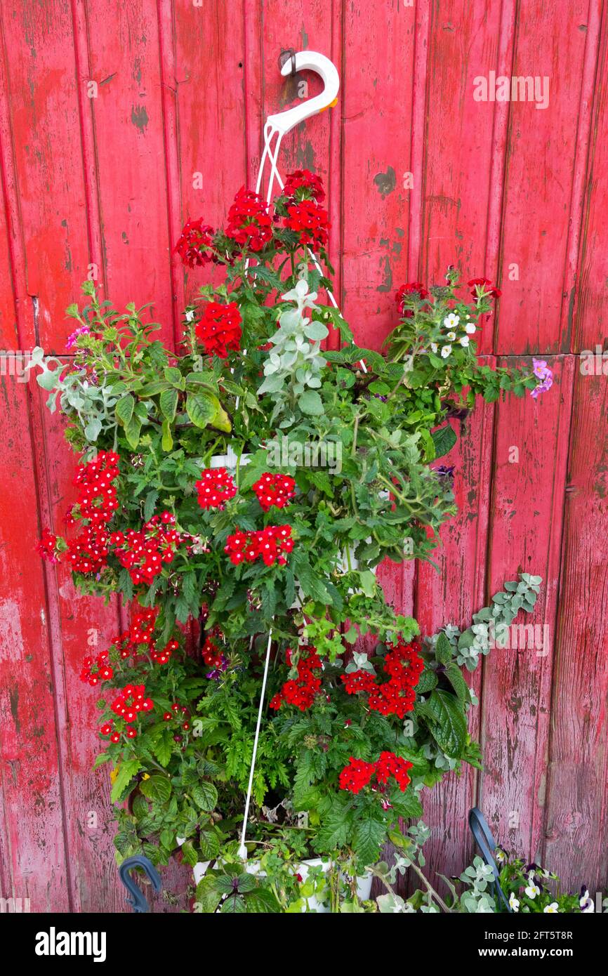 Hanging Basket Pot Plants In pots on red wall, hook Stock Photo