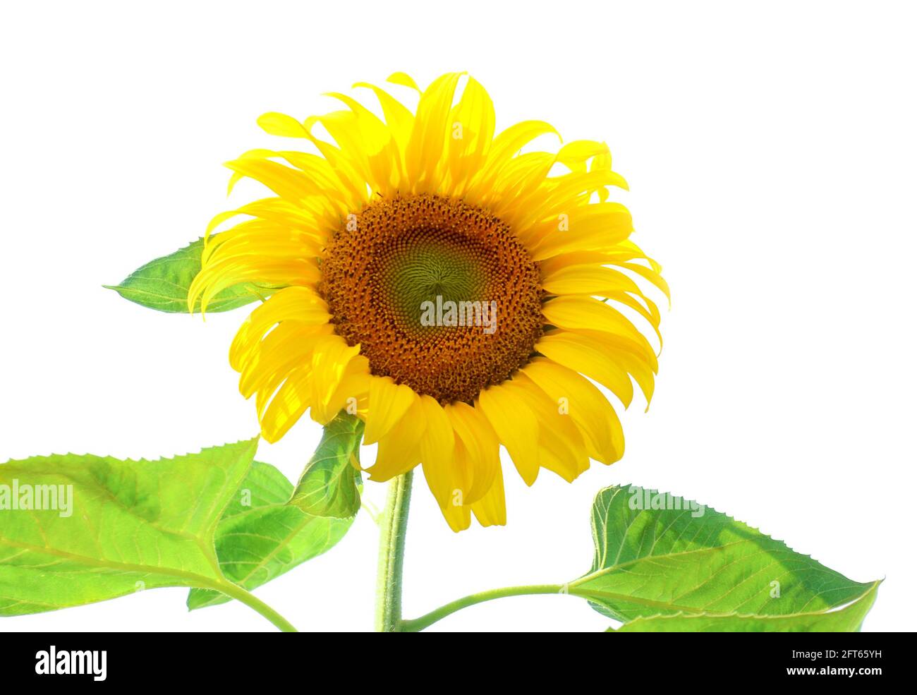 Sunflower isolated on white background Stock Photo - Alamy