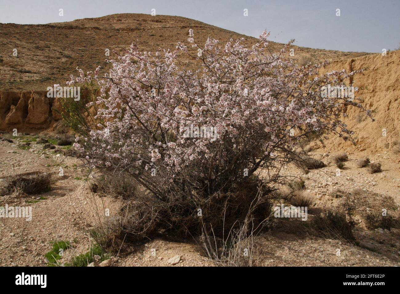 Remains of ancient agriculture and rainier climate, Almond Tree planted