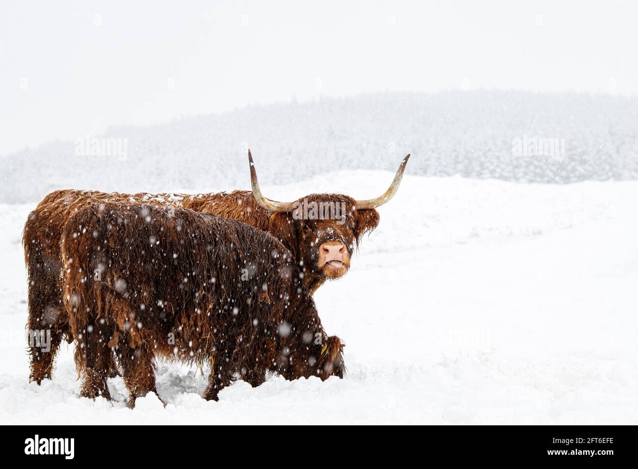 Highland Cattle in the Snow Stock Photo