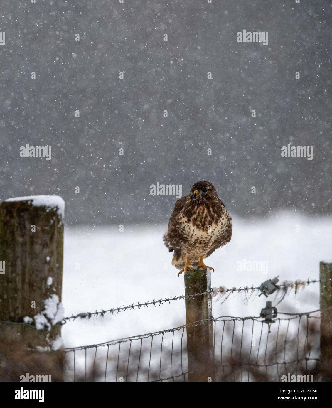 Buzzard on a fence post Stock Photo