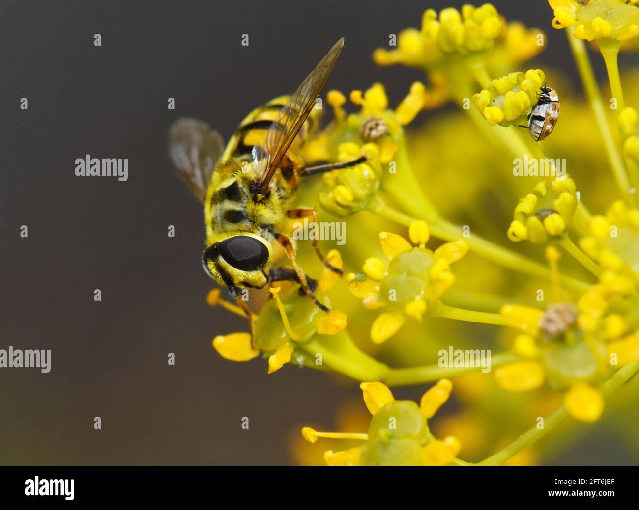 Yellow fly camouflage Stock Photo