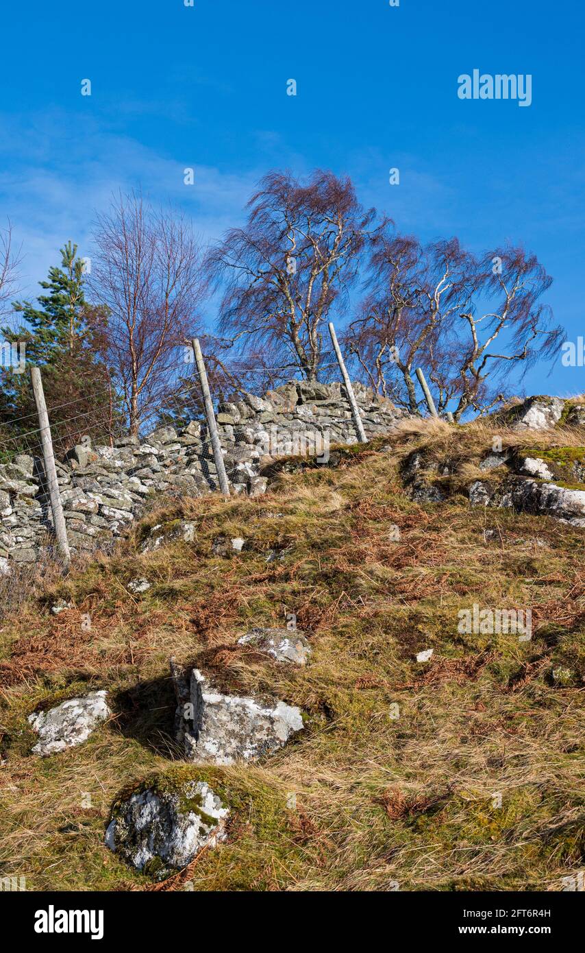 Stone wall and Deer Fence on hillside, Scotland Stock Photo