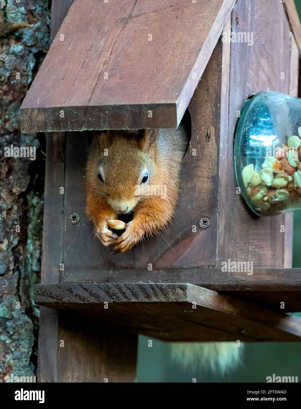 Red Squirrel (Sciurus vulgaris) Stock Photo