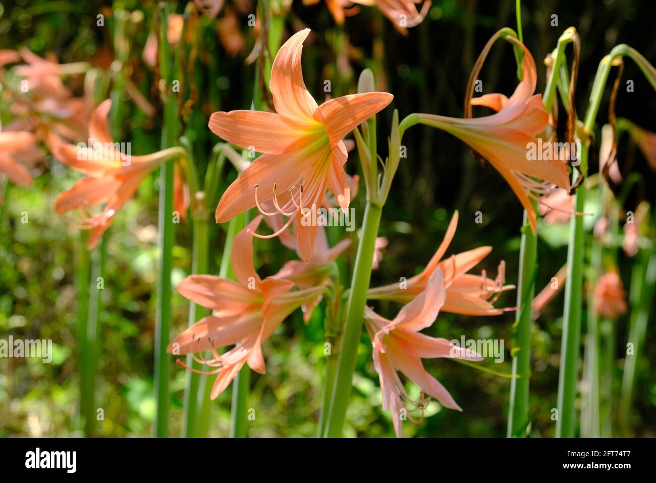 Indonesia Anambas Islands - Group of Wild Amaryllis flowers - Amaryllis belladonna Stock Photo